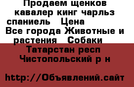 Продаем щенков кавалер кинг чарльз спаниель › Цена ­ 60 000 - Все города Животные и растения » Собаки   . Татарстан респ.,Чистопольский р-н
